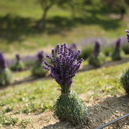 Lavender Valley Perekrestnoye Exteriér fotografie