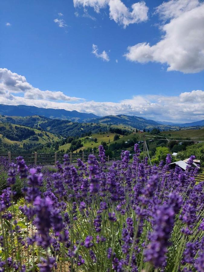 Lavender Valley Perekrestnoye Exteriér fotografie