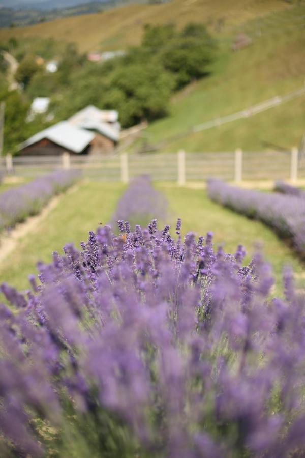 Lavender Valley Perekrestnoye Exteriér fotografie