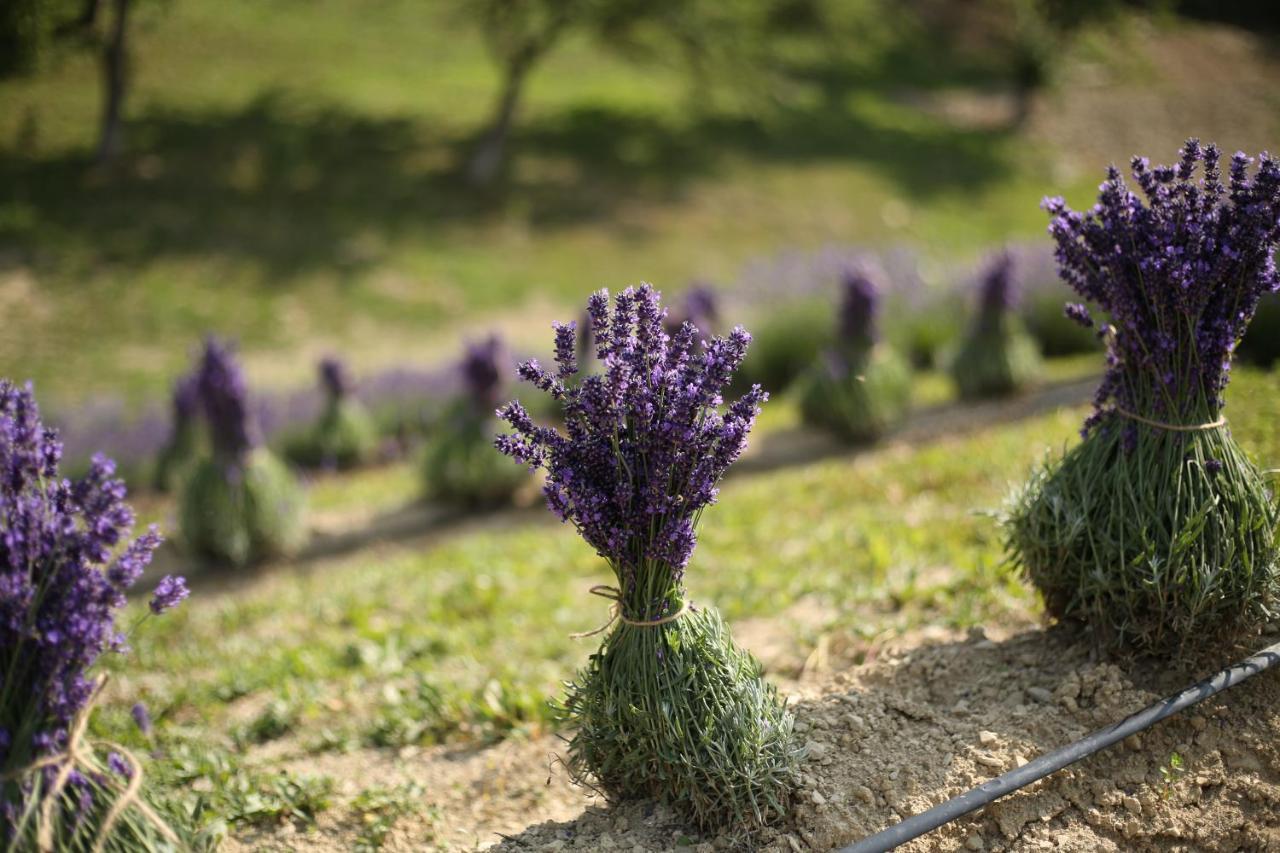 Lavender Valley Perekrestnoye Exteriér fotografie